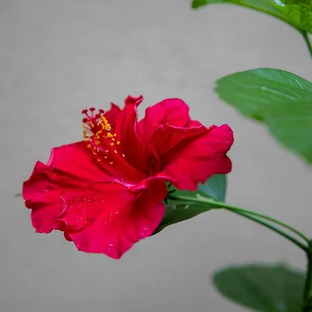 ベッド・アンド・ブレックファスト I Propilei Di San Girolamo リミニ