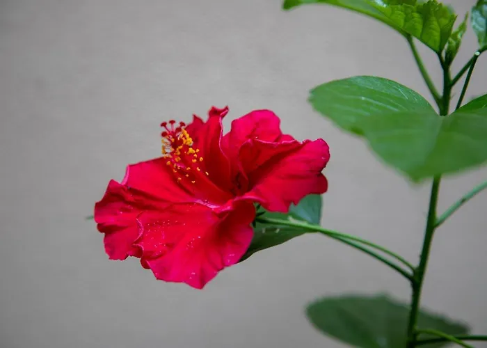 Bed & Breakfast I Propilei Di San Girolamo Rimini