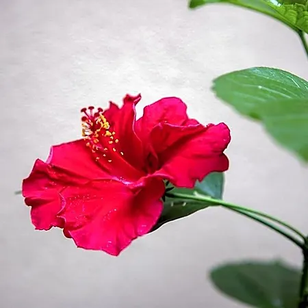 I Propilei Di San Girolamo לינה וארוחת בוקר 3*